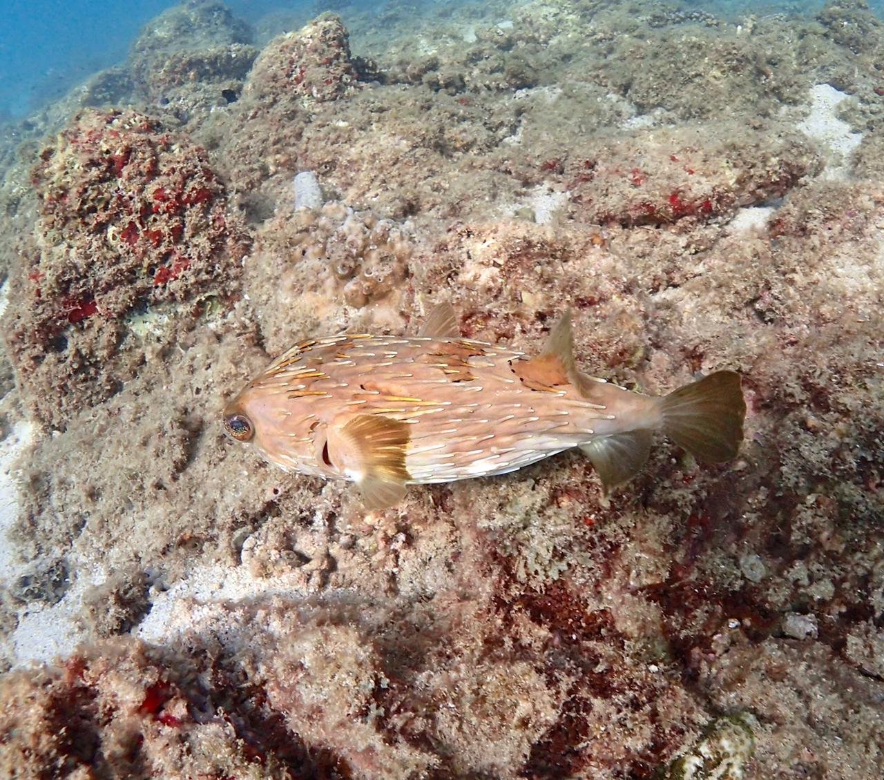 Noodle dive site
